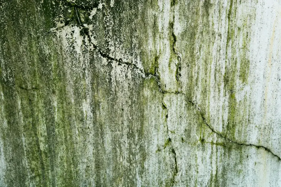 Our Story: Protecting St. Peters Homes from Mold